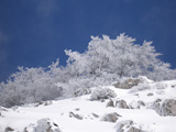 &Aacute;rboles nevados