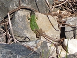 Lagarto