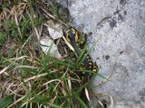 Salamandra