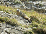 Marmota alpina