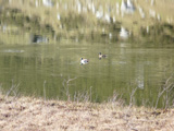 Aves en el lago de La Ercina