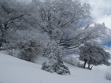 &Aacute;rboles nevados