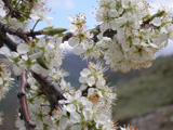 Cerezo en flor