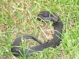 Víbora cantábrica