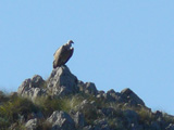 Buitre leonado (Gyps fulvus)