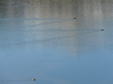 Aves en el lago de La Ercina