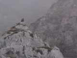 Buitre leonado (Gyps fulvus)