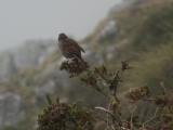 Acent&oacute;r com&uacute;n (Prunella modularis)