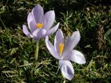 Flora