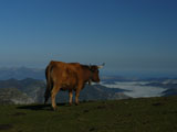 Borrachera de nuves